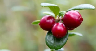 Mirtillo Rosso: Benefici di un Rimedio Naturale Unico