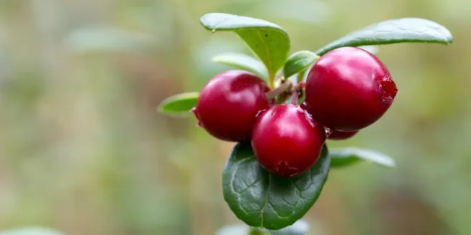 Mirtillo Rosso: Benefici di un Rimedio Naturale Unico