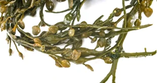 Fucus: Alga con grandi proprietà dalla pelle alle articolazioni