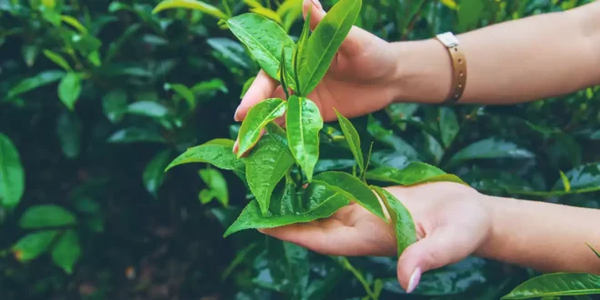 Tè Verde: tutto quello che devi sapere su questo antiossidante Tè Verde: tutto quello che devi sapere su questo antiossidante