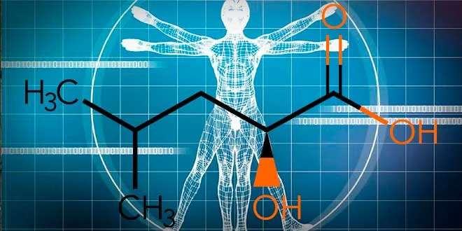 HICA: Metabolita della Leucina per la Crescita Muscolare HICA: Metabolita della Leucina per la Crescita Muscolare