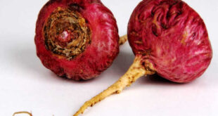 Conosci tutto il potenziale per la salute della Maca Rossa?
