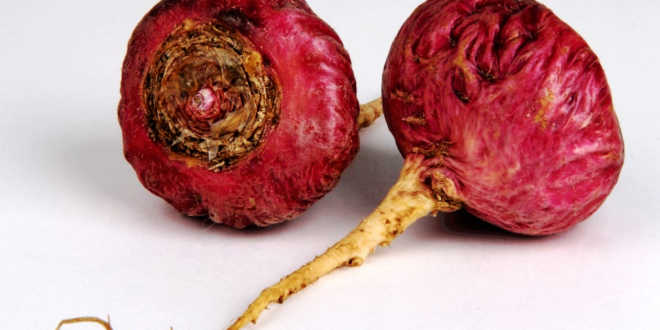 Conosci tutto il potenziale per la salute della Maca Rossa?