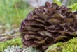 Benefici e proprietà del fungo Maitake nell’organismo