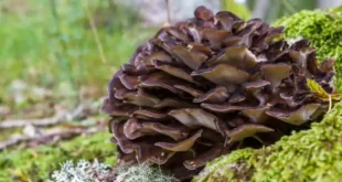 Benefici e proprietà del fungo Maitake nell’organismo