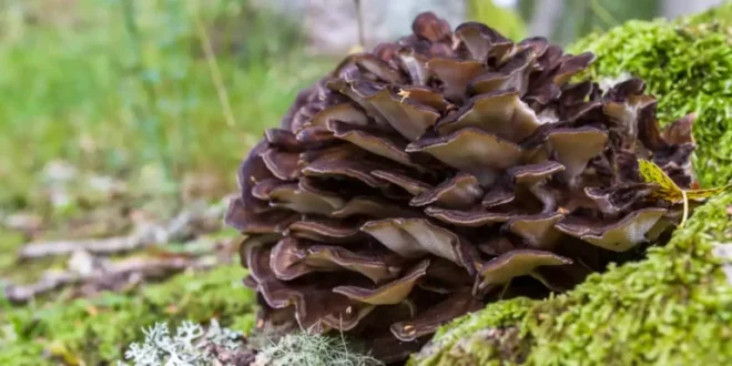 Benefici e proprietà del fungo Maitake nell’organismo