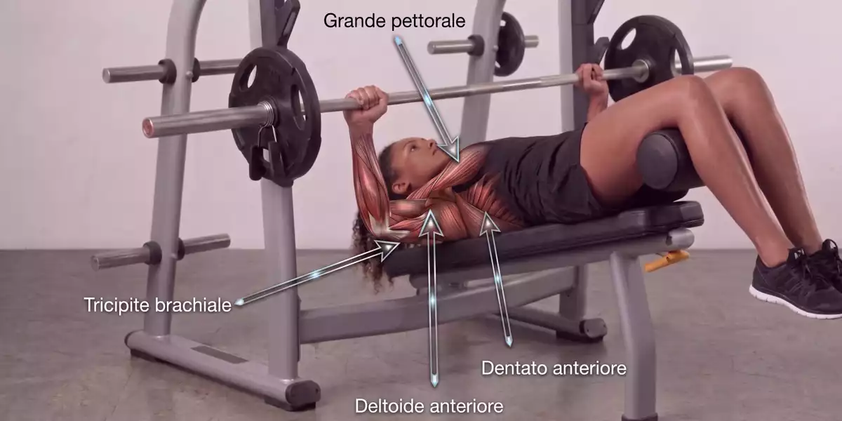 Muscoli coinvolti