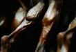 Ipertrofia: allena ogni muscolo in base al suo tipo di fibre