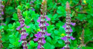 Coleus Forskohlii, cos’è, quali sono i suoi benefici per la salute
