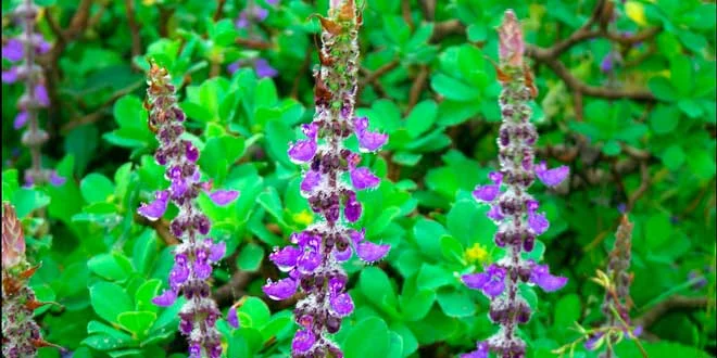 Coleus Forskohlii, cos’è, quali sono i suoi benefici per la salute Coleus Forskohlii, cos’è, quali sono i suoi benefici per la salute