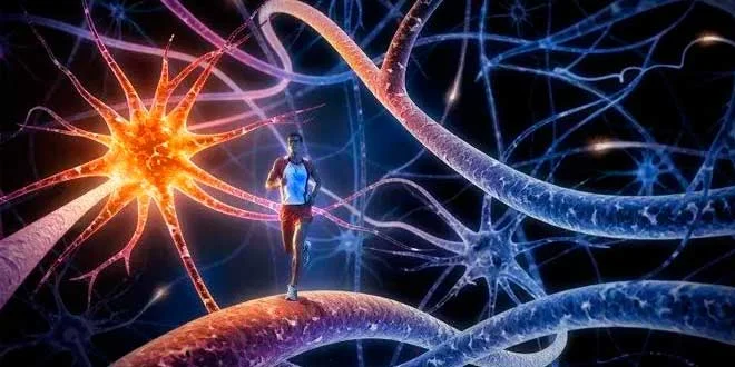 Benefici dell’Esercizio Fisico per la Memoria e l’Apprendimento Benefici dell’Esercizio Fisico per la Memoria e l’Apprendimento