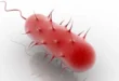 Helicobacter Pylori, cos’è, quali sono i sintomi, come curarla