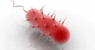Helicobacter Pylori, cos’è, quali sono i sintomi, come curarla