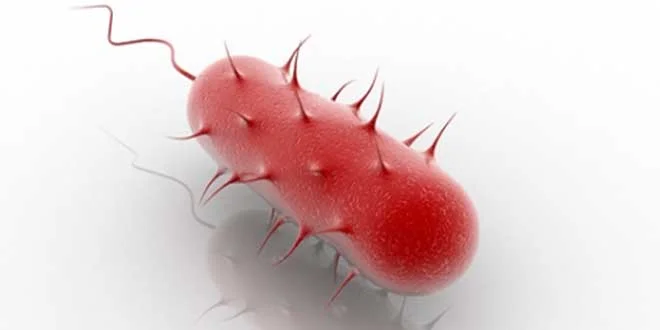 Helicobacter Pylori, cos’è, quali sono i sintomi, come curarla