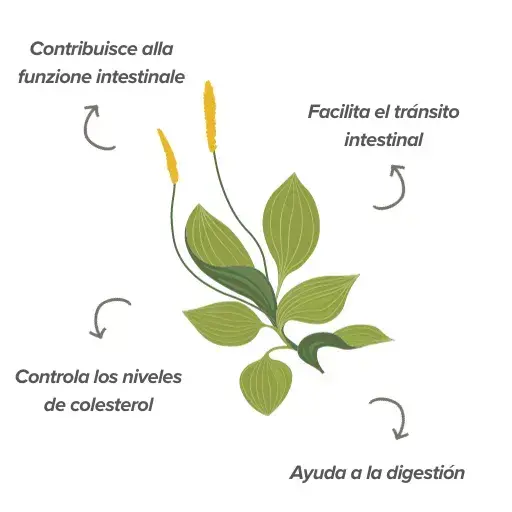 Funzioni dello psyllium husk