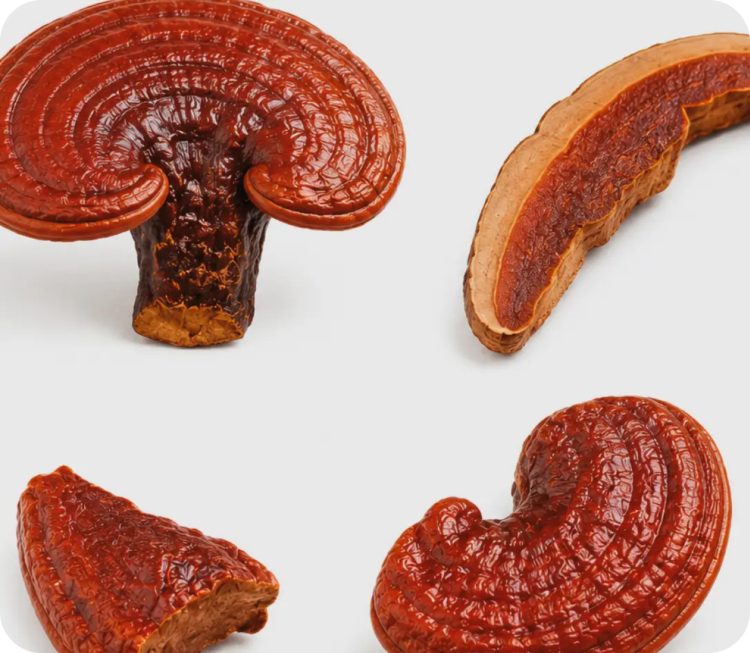 Estratto di reishi ad alta concentrazione