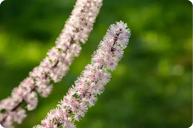 Cohosh al miglior prezzo