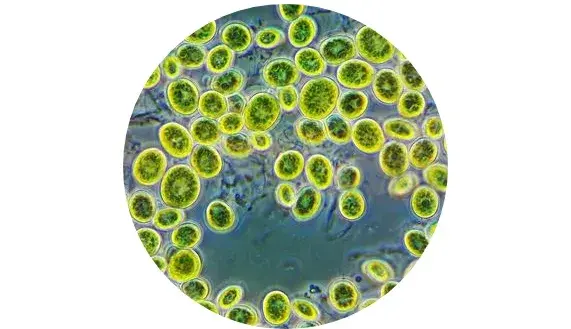 energy cells energy cells