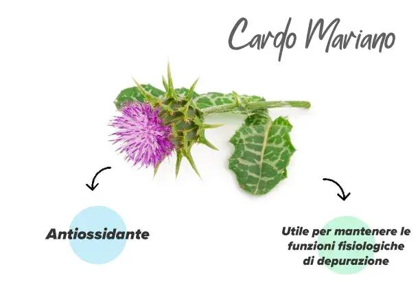 estratto di cardo mariano