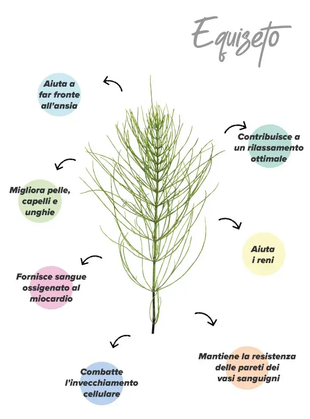 funzioni dell equiseto funzioni dell equiseto