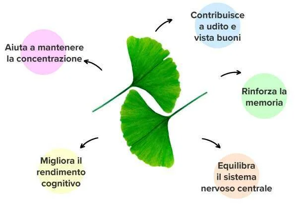 Effetti delle compresse di ginkgo biloba