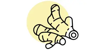ginger-root-digestion