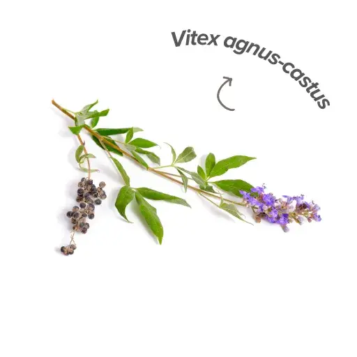 Vitex all'organismo