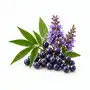 Agnocasto (vitex agnus-castus)